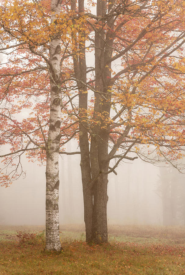 Trees in the Fog #2 Photograph by Darylann Leonard Photography