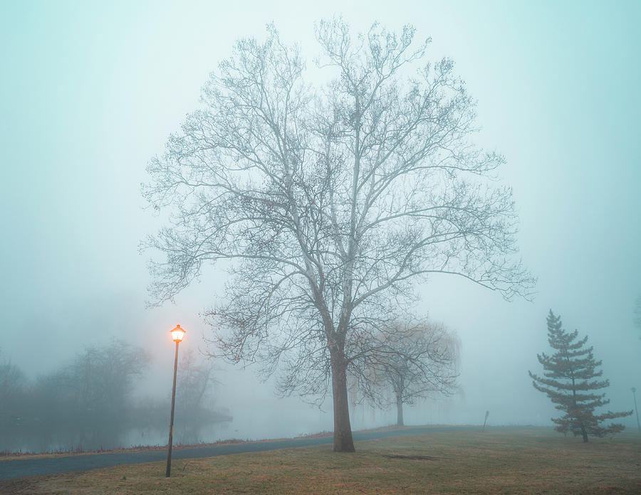 Trees in the Fog at Lake Muhlenberg Photograph by Jason Fink