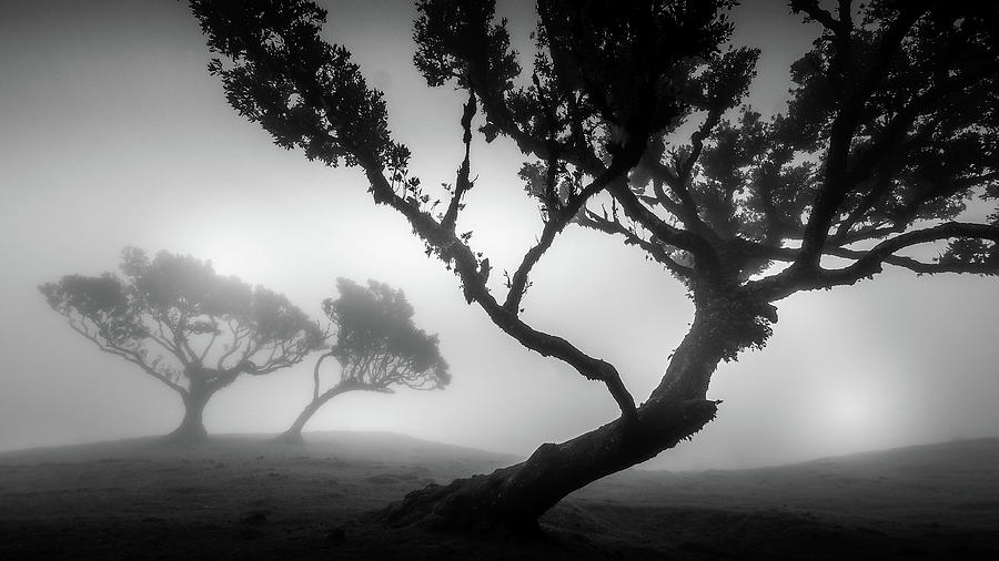 Trees in the Fog Photograph by Louise Tanguay