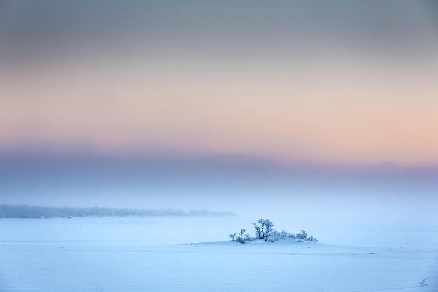 Trees in the frozen landscape, cold temperatures as low as -47 celsius, Lapland, Sweden Photograph by Panoramic Images