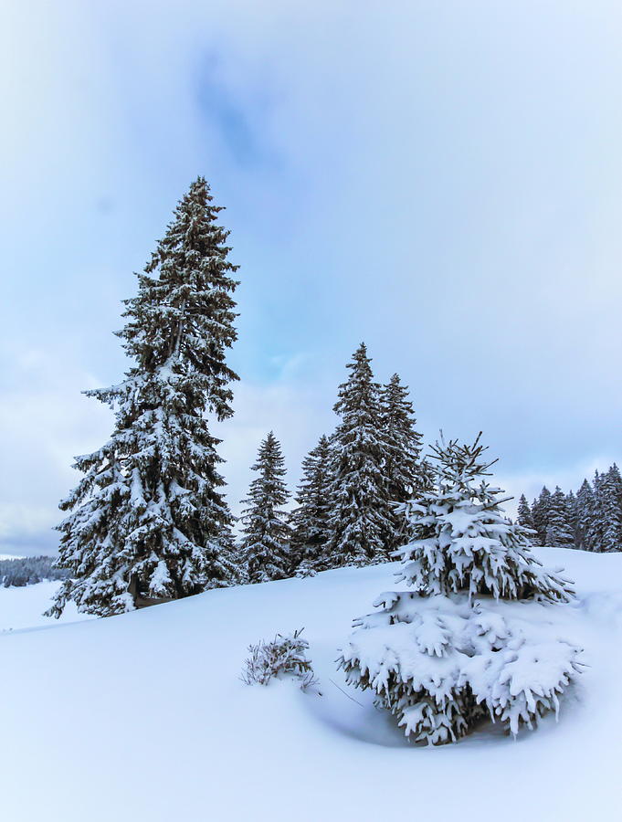 Trees in the Jura mountain by winter day, Switzerland Photograph by Elenarts - Elena Duvernay photo