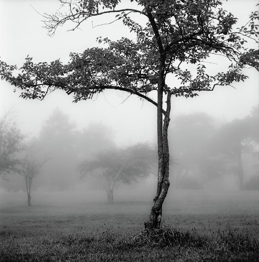 Trees In The Mist At Garfield Park Photograph