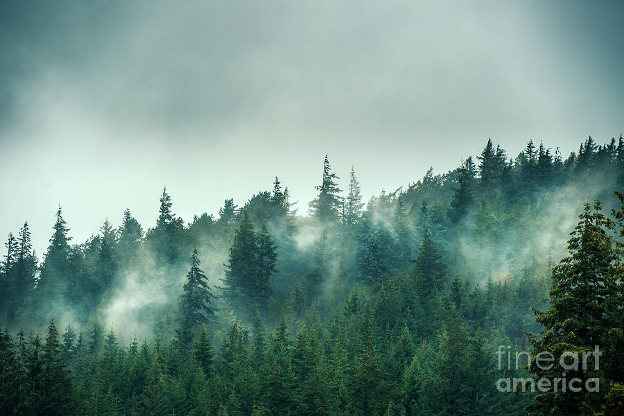 Trees in the Mist Photograph by David Lichtneker