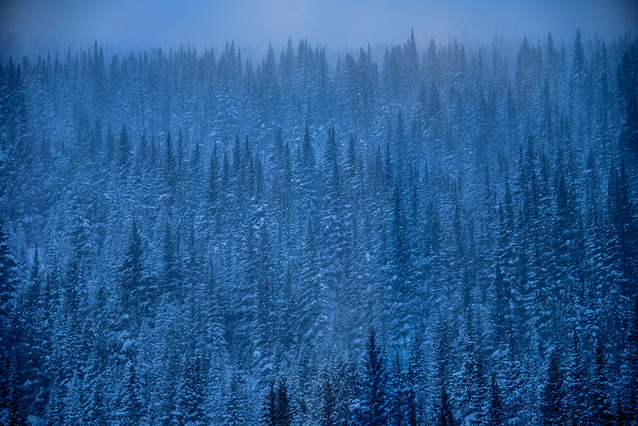 Trees in the Mist Photograph by Jenn Bakker Breathtaking Moments ...