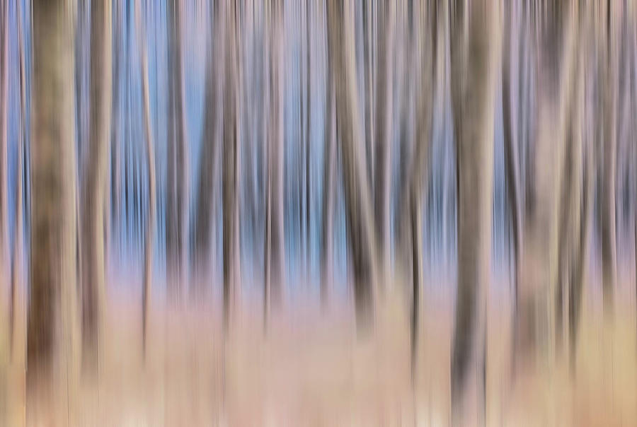 Trees In The Mist Digital Art by Kevin Lane