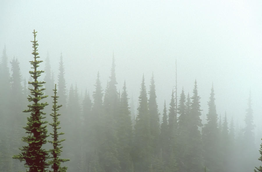 Trees In The Mist Photograph by Mauverneen Zufa Blevins