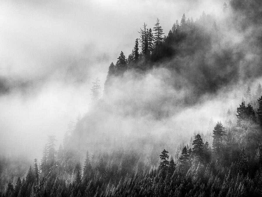 Tree Photograph - Trees in the Mist, Vancouver Island by Lars Olsson