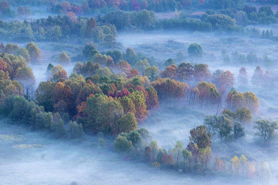 Trees in the morning mist Photograph by Pietro Ebner