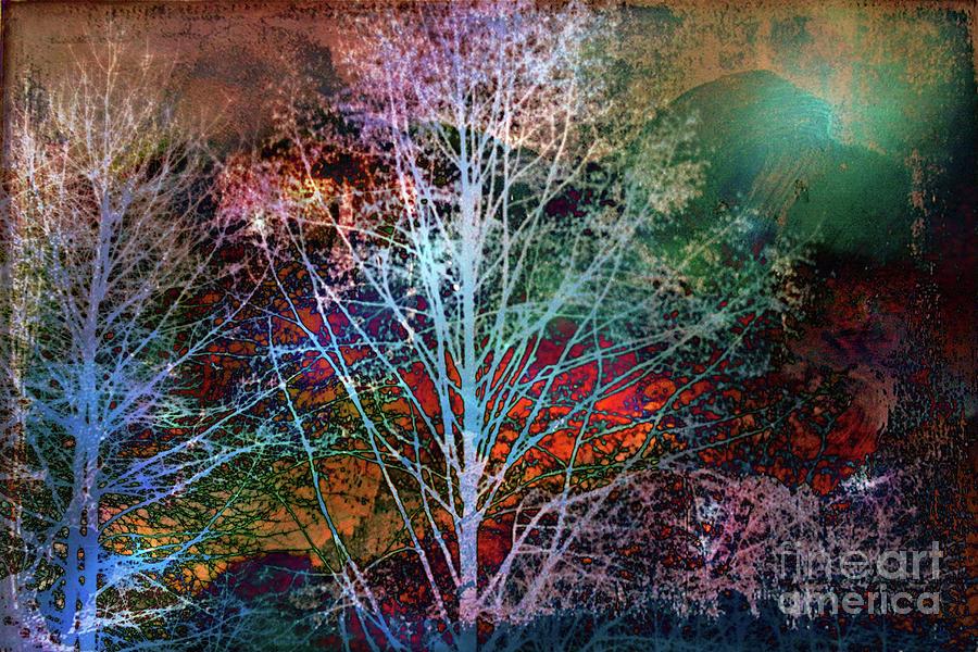 Trees In The Night Photograph