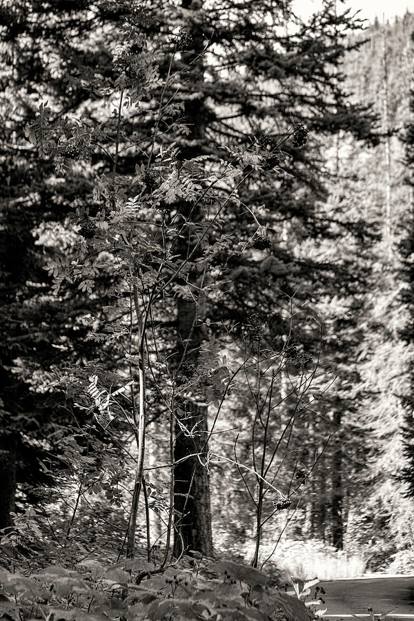 Trees in the Northern Cascades BW Photograph by Cathy Anderson