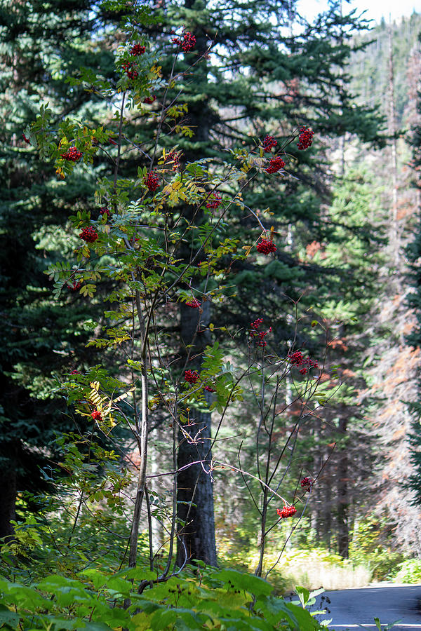 Trees in the Northern Cascades Photograph by Cathy Anderson
