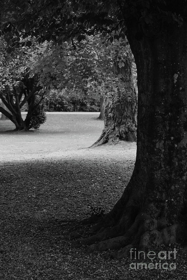 Trees in the Park Vertical bw Photograph by Eddie Barron