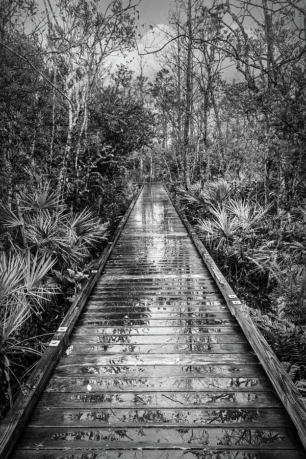 Trees in the Rain in Black and White Photograph by Debra and Dave Vanderlaan