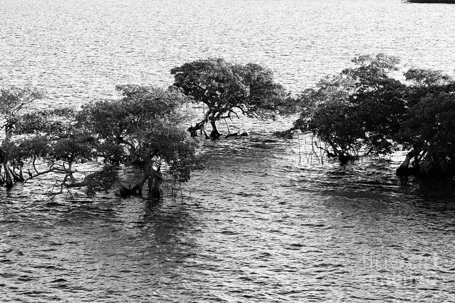 Trees in the Sea Photograph by Mesa Teresita