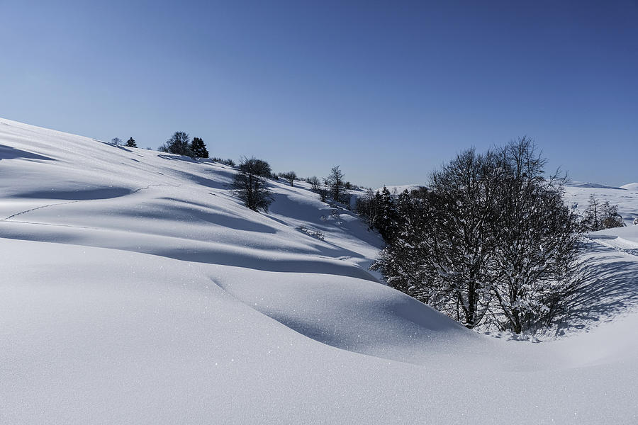 Trees In The Snow Photograph by Alberto Zanoni