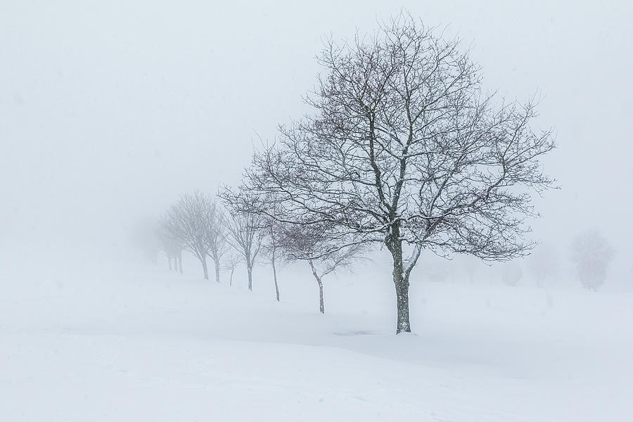 Trees In The Snow Photograph