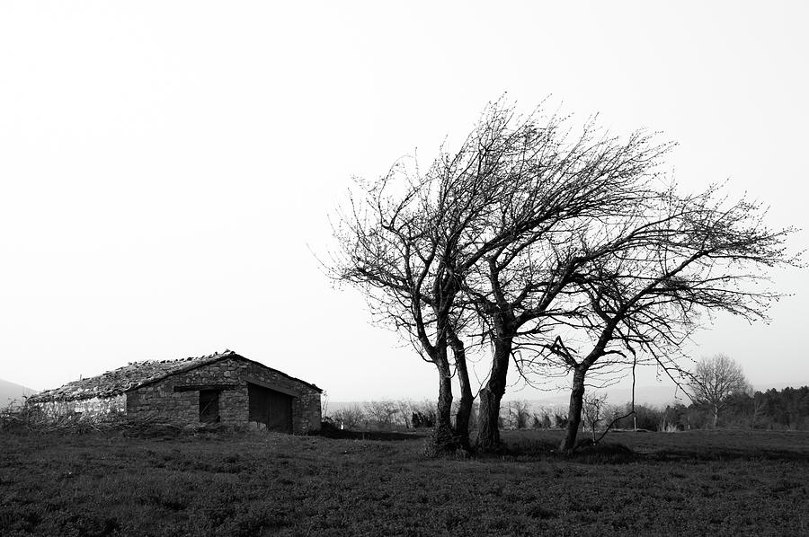 Trees In The Wind Photograph by Matteo Cingolani - Fine Art America