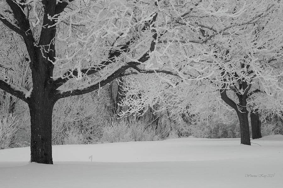 Trees in virgin snow, black and white Photograph by Winona Whitaker ...