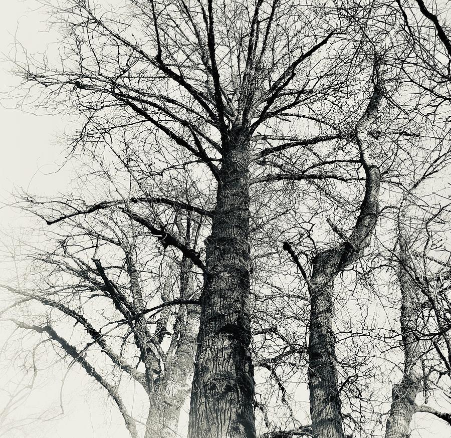 Trees in Winter Photograph by Bonnie Bruno