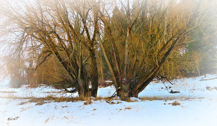 Trees in Winter Photograph by Robert Bissett