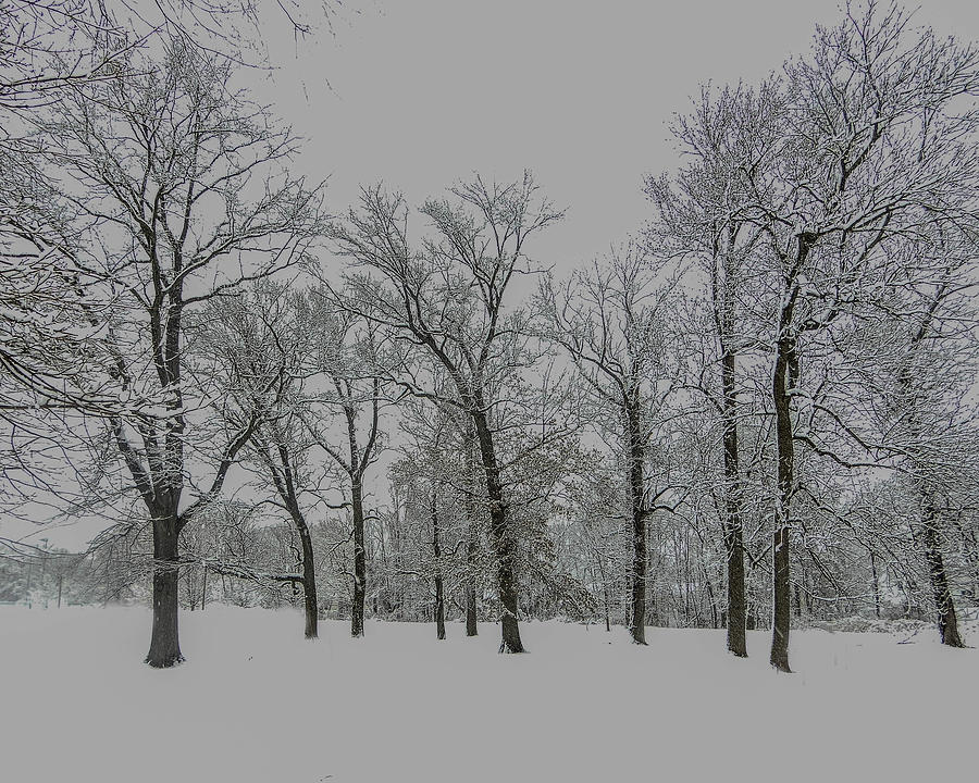 Trees in Winters Snow Photograph by Alan Goldberg