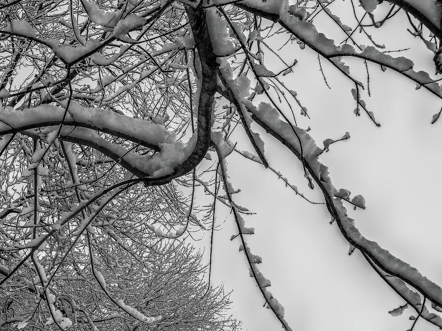 Trees in Winters Snow - Branches Photograph by Alan Goldberg