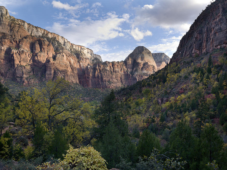 Trees in Zion National Park Photograph by Fotosearch