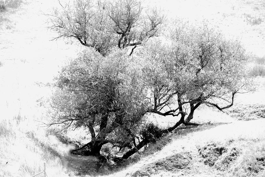 trees by Jay Binkly trees by Jay Binkly