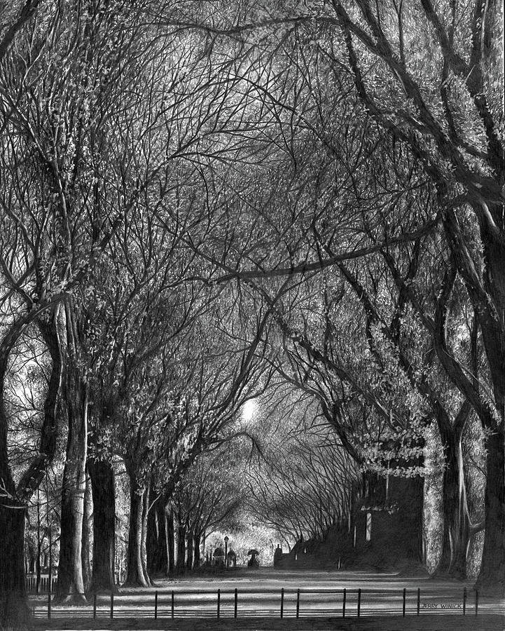 Trees Drawing by Jerry Winick