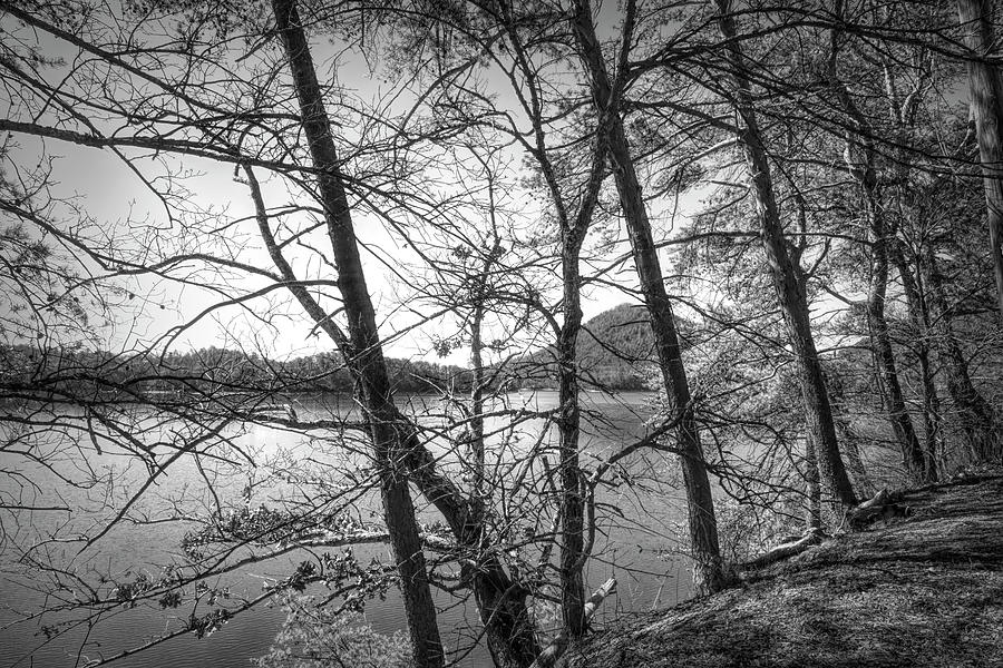 Trees Leaning Over the Lake in Black and White Photograph by Debra and Dave Vanderlaan