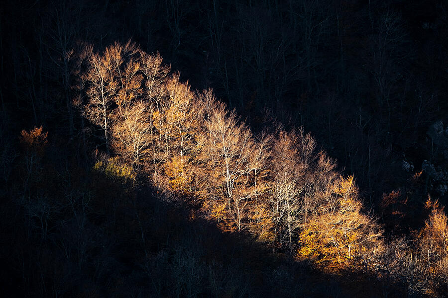 Trees Lit By The Rising Sun Photograph