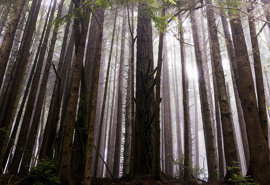 Trees, Northern California Photograph by Orca Photos Fine Art America