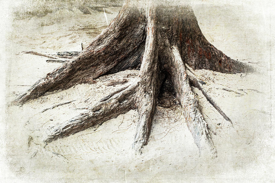 Trees-octopus Roots Photograph
