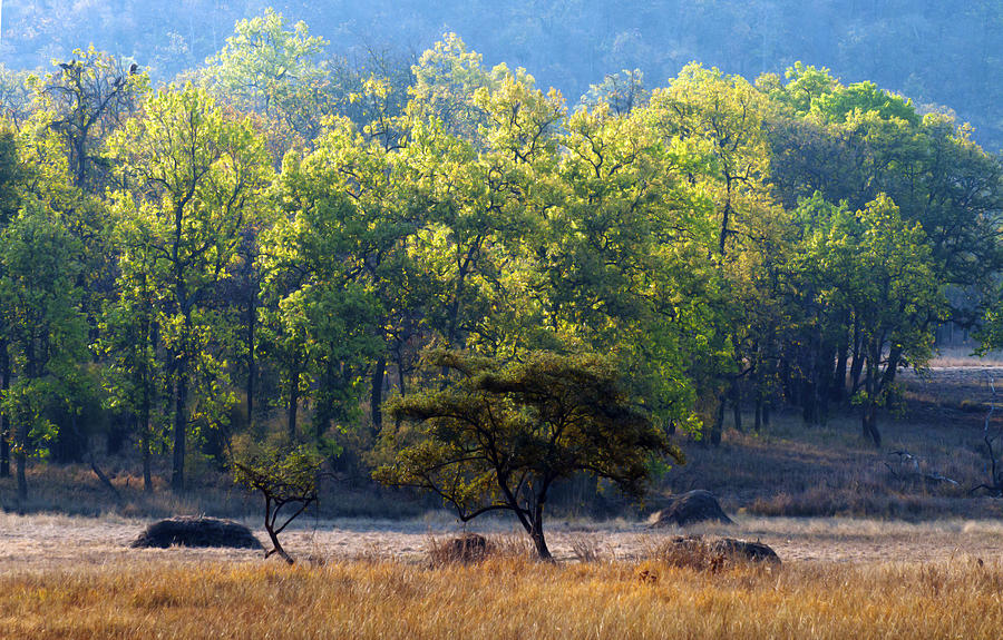 Trees of Bandhavgarh Forest, Madhya Pradesh, India, Asia Photograph by Dinodia Photo