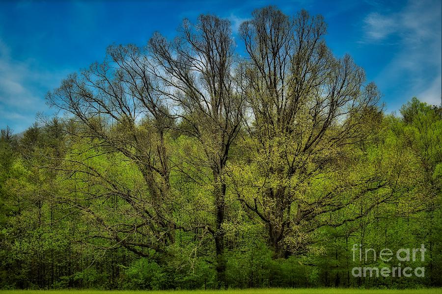 Trees Of Cades Cove Photograph