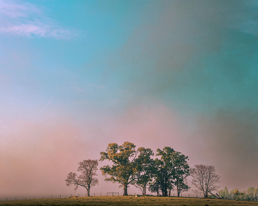 Trees of Good Hope Photograph by Ryan Johnson - Pixels