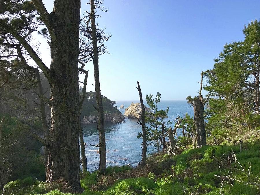 Trees Of Point Lobos Photograph