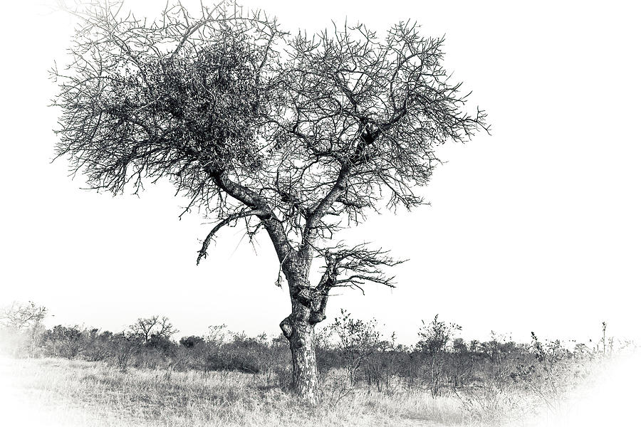 Trees of Southern Africa. Black and White Collectors Series. by Keith Carey Photograph by Keith Carey