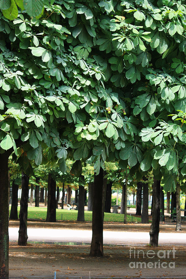 Trees of Tuileries  Photograph by Carol Groenen