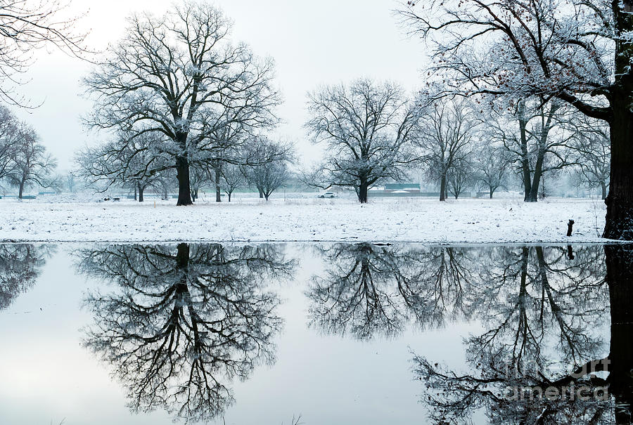 Trees of White Reflections in Ice Water Photograph by Sandra Js