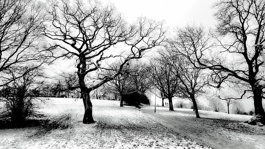 Trees of Winter Photograph by Christopher Maxum