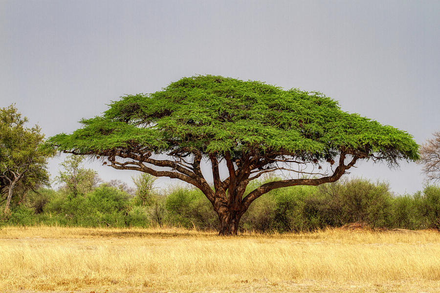 Trees of Zimbabwe Photograph by John Haldane