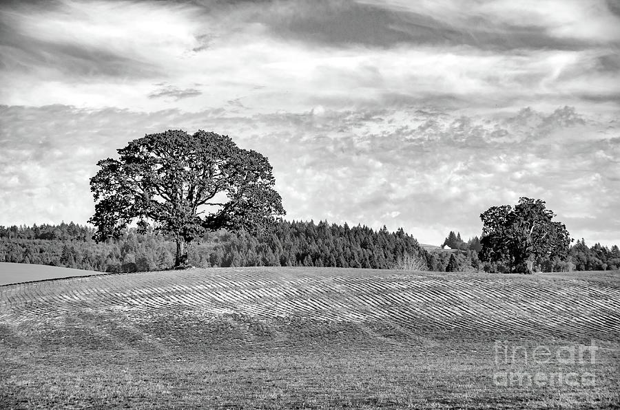 Trees On A Hill - Black And White Photograph by Jack Andreasen - Fine ...