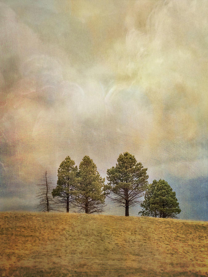 Trees on a Hill Under an Imaginary Sky Photograph by Mary Lee Dereske