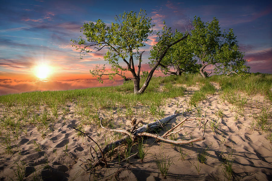 Trees on a Sand Dune at Sunset by Ottawa Beach Photograph by Randall Nyhof