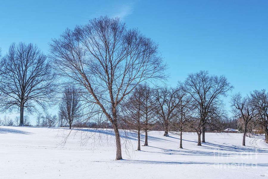 Trees On A Snow Covered Hill Photograph by Jennifer White
