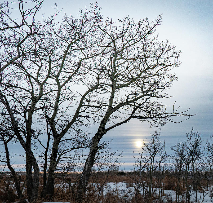 Tree Photograph - trees on an Alberta winter afternoon  by Phil And Karen Rispin