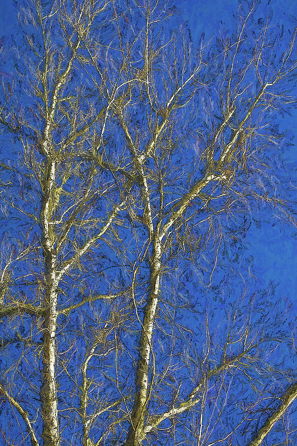 Trees on Blue Photograph by Kathy Clark