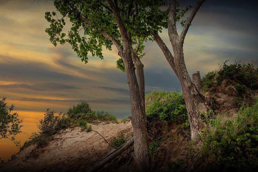 Trees on Sleeping Bear Dunes Photograph by Randall Nyhof