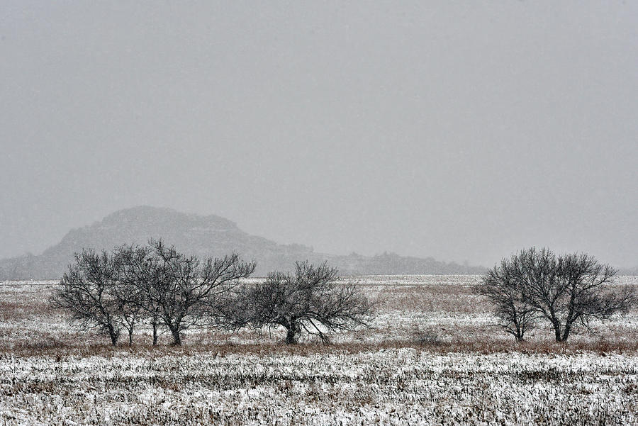 Trees on snowy prairie, Wichita Mountains Photograph by Cindy McIntyre